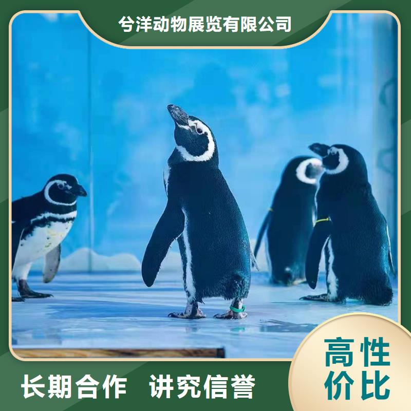 海洋主題動物表演羊駝出租品質(zhì)卓越