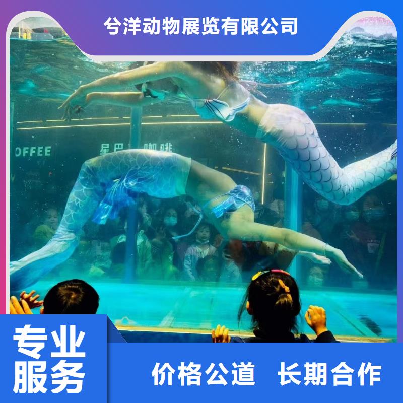 海洋主题动物表演,【企鹅表演出租】口碑商家