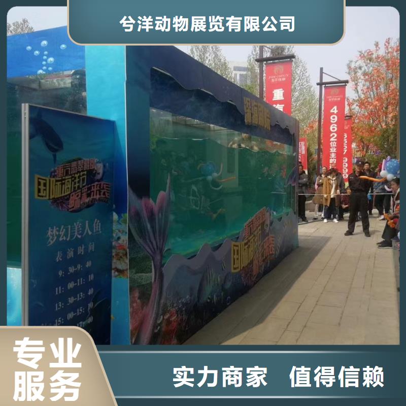 海洋主题动物表演海豚表演从业经验丰富