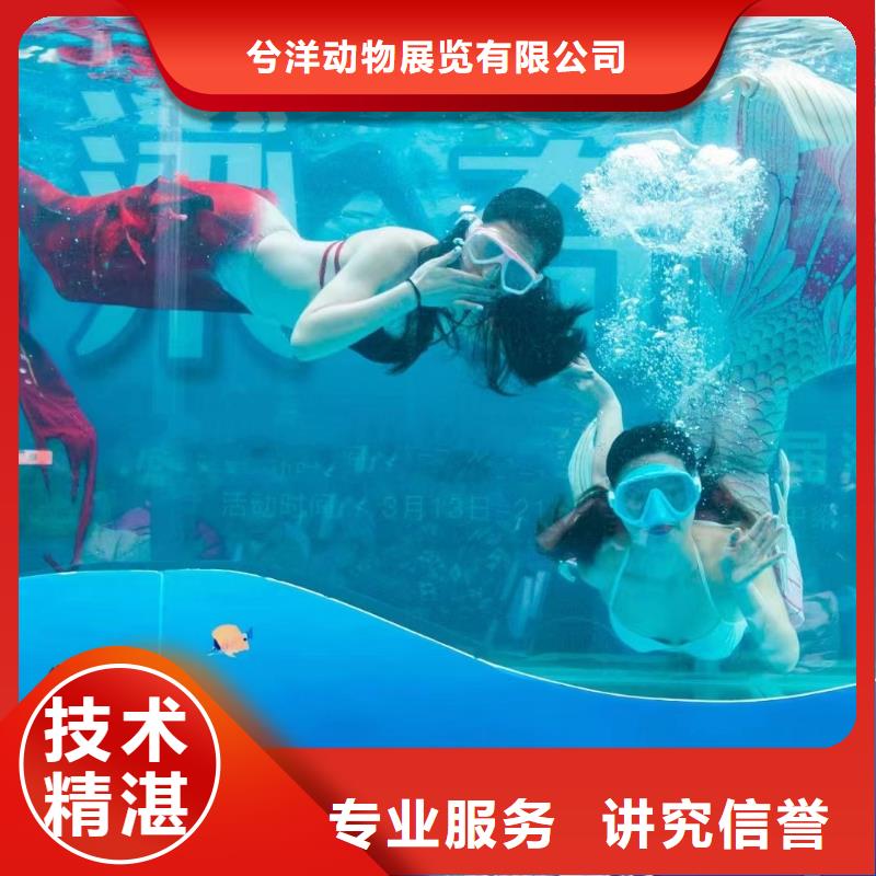 海洋主題動物表演_美人魚表演齊全