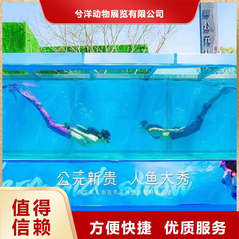 海洋主题动物表演,【出租表演海狮】欢迎合作