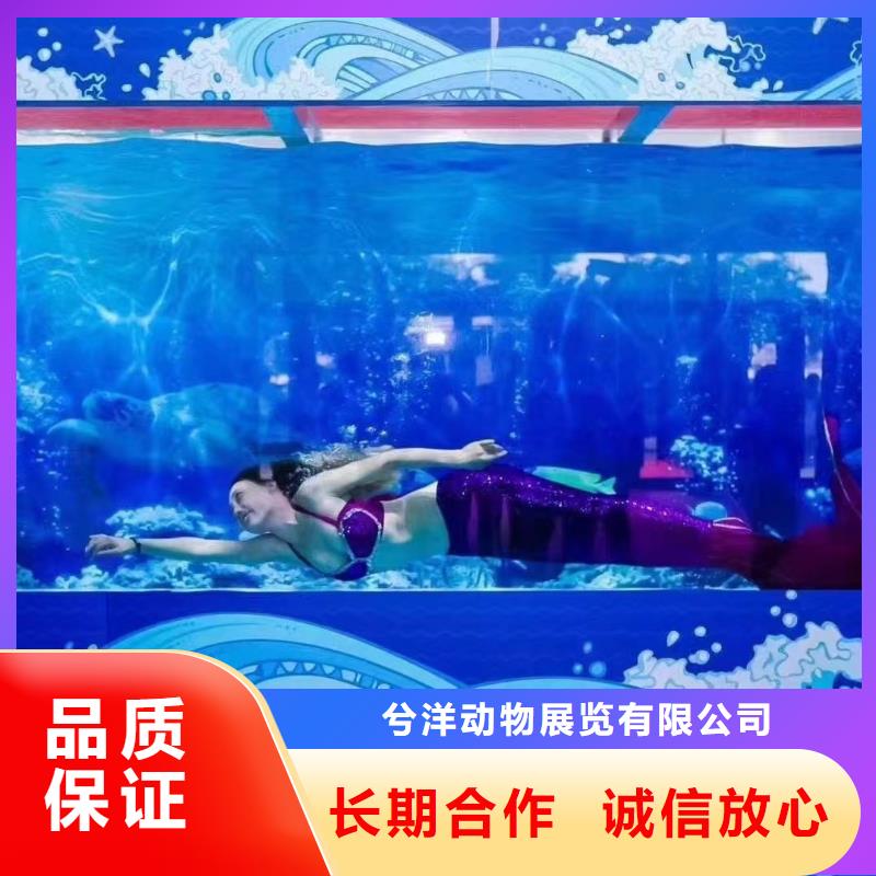 海洋主題動物表演出租馬戲表演服務(wù)周到