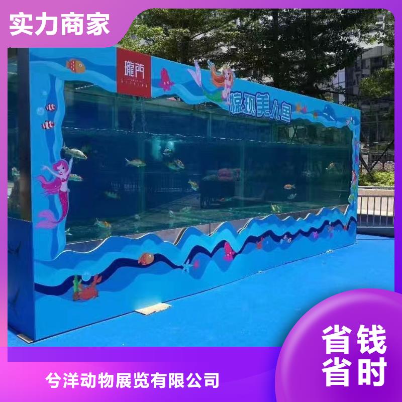 海洋主題動(dòng)物表演羊駝表演快捷