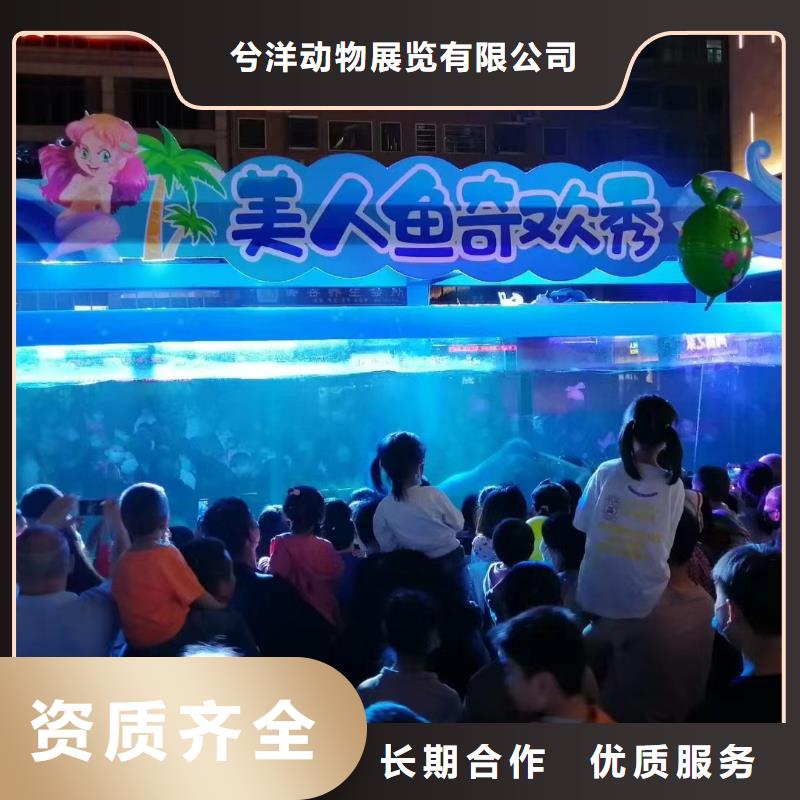 海洋主题动物表演【杂技表演】高性价比