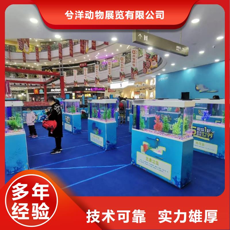海洋主題動(dòng)物表演羊駝出租專業(yè)承接