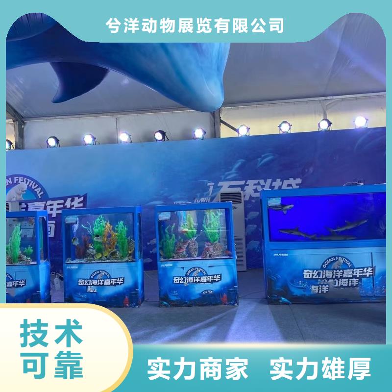 海洋主題動物表演_馬戲團表演一站搞定