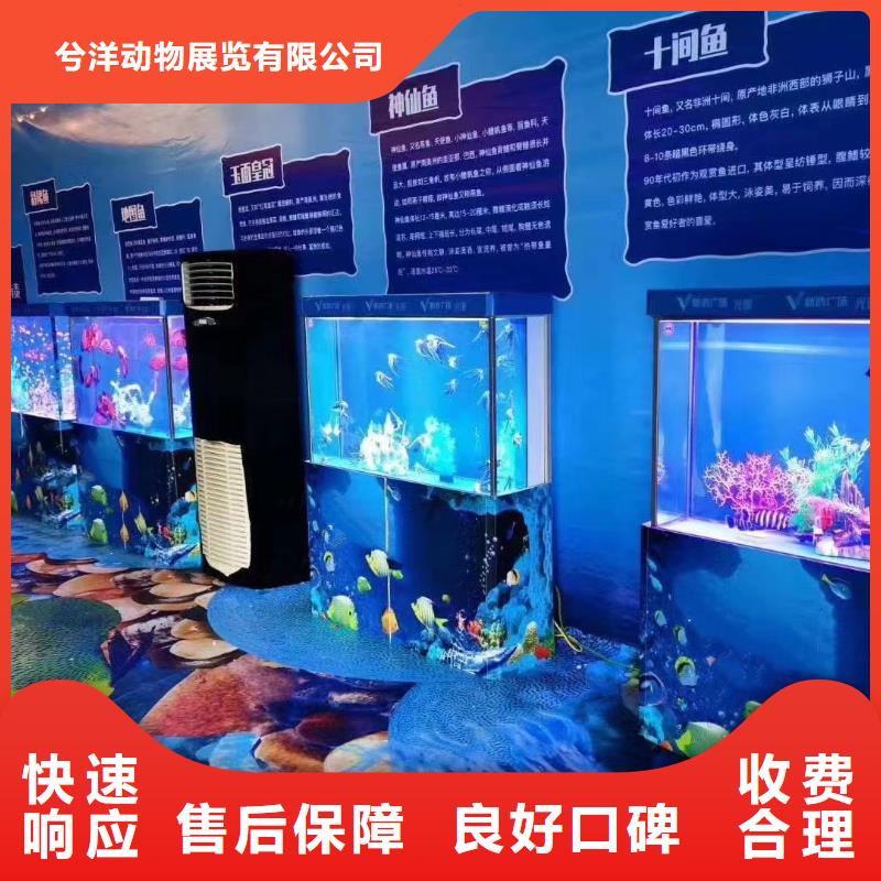 海洋主题动物表演 马戏团出租 2025公司