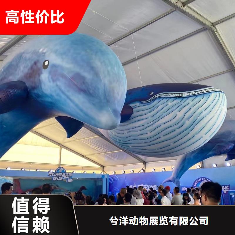 海洋主题动物表演出租表演羊驼遵守合同
