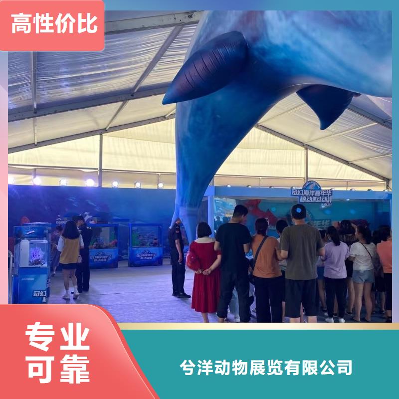 海洋主題動(dòng)物表演羊駝表演快捷
