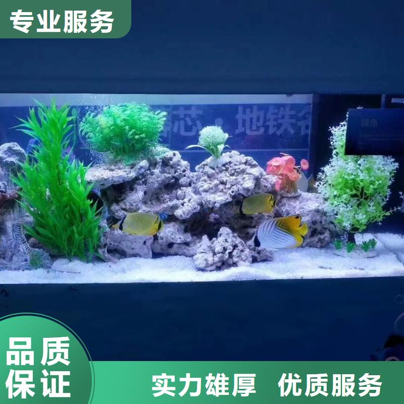 海洋主題動(dòng)物表演羊駝出租有實(shí)力