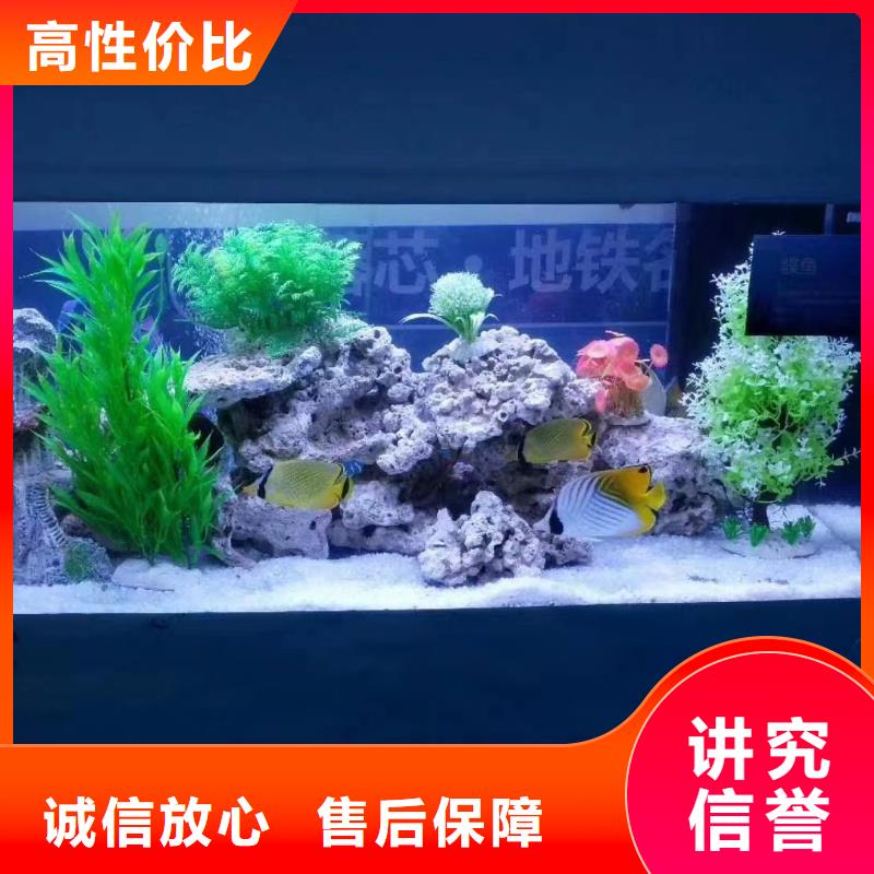 海洋主题动物表演出租表演萌宠解决方案