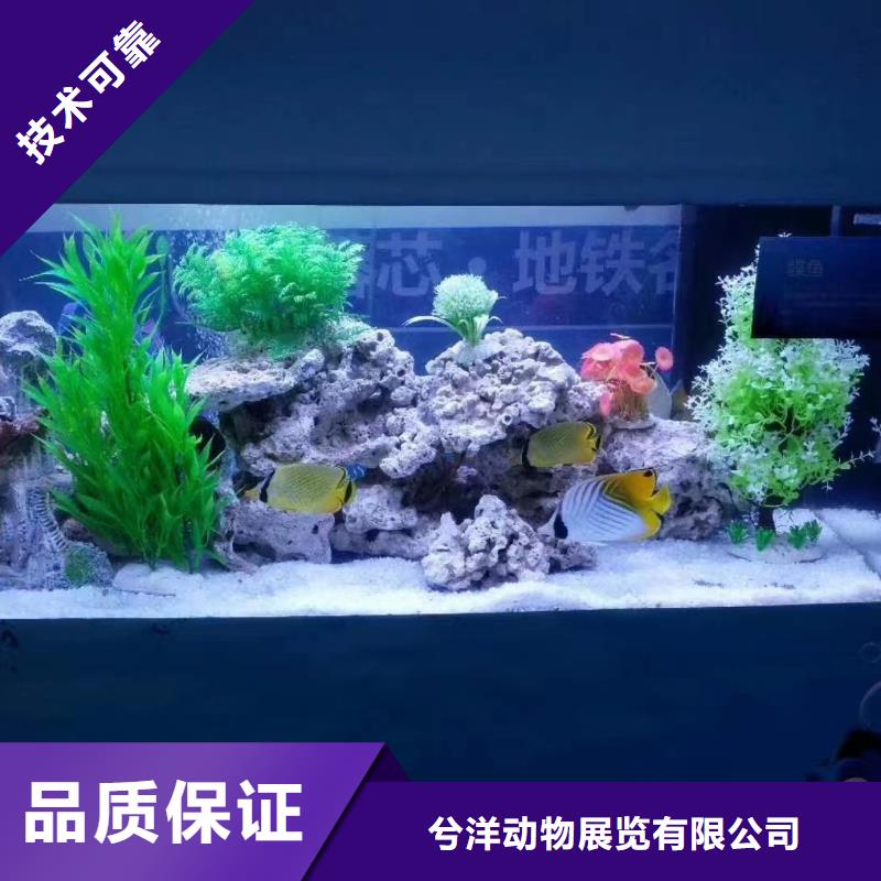 海洋主题动物表演羊驼出租放心之选