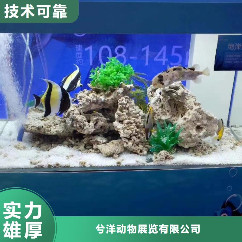 海洋主题动物表演 【海狮杂技表演】放心