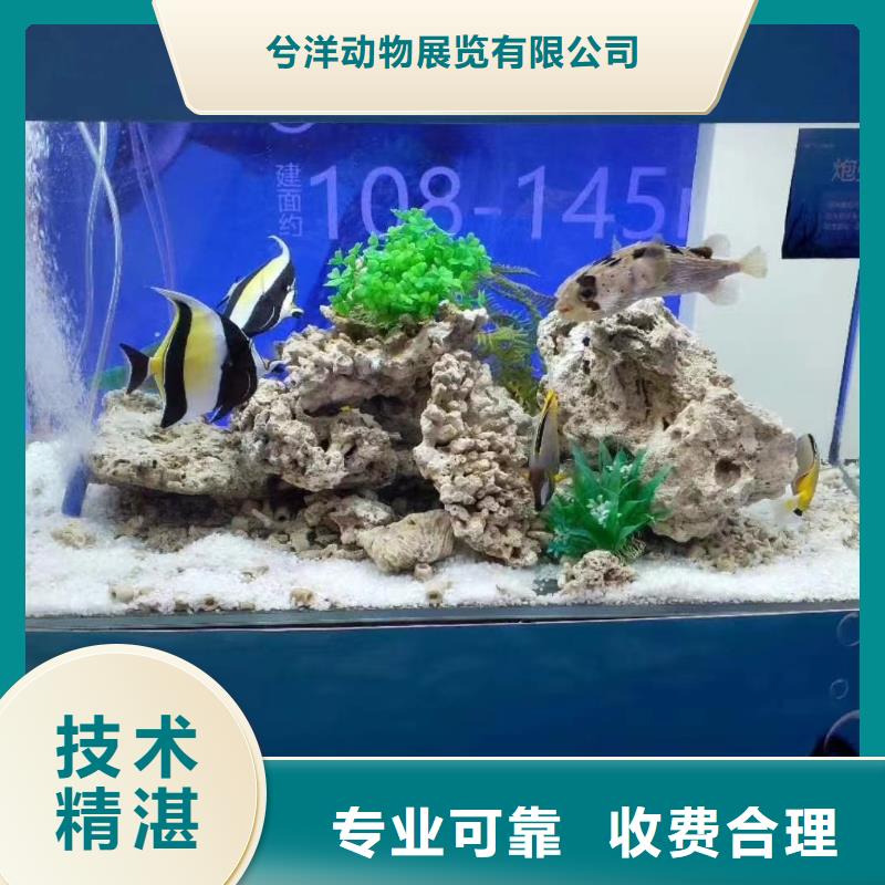 海洋主題動物表演-馬戲團表演快速
