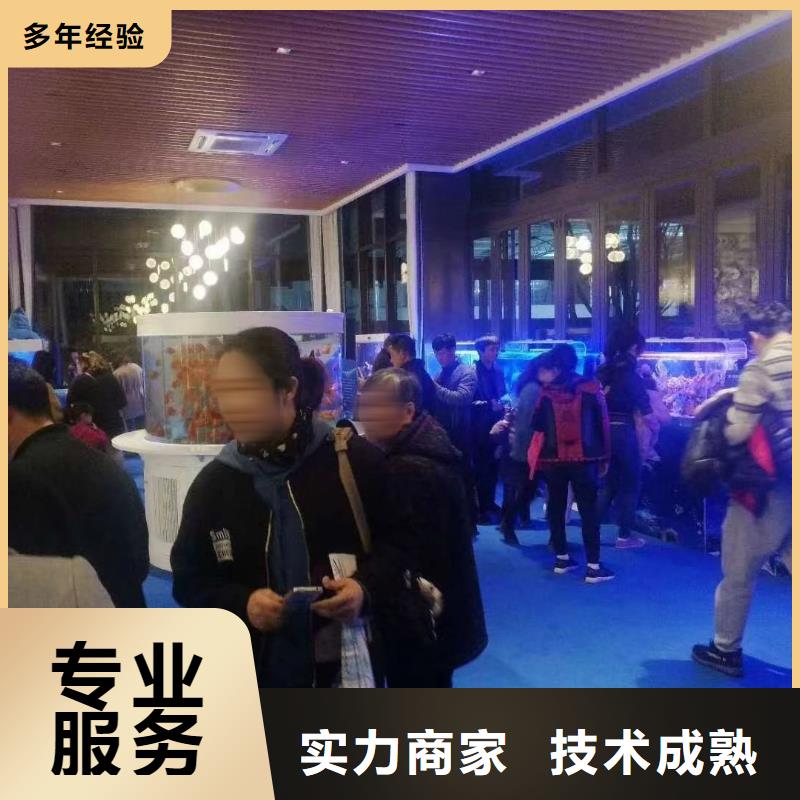 海洋主题动物表演海豚表演从业经验丰富