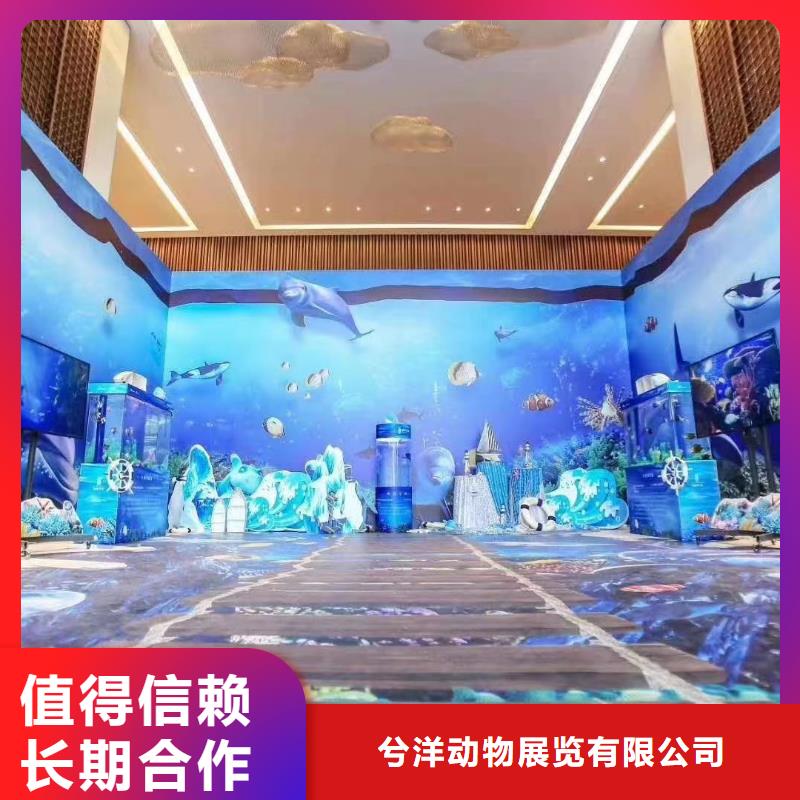 【海洋主題動物表演羊駝表演技術(shù)比較好】