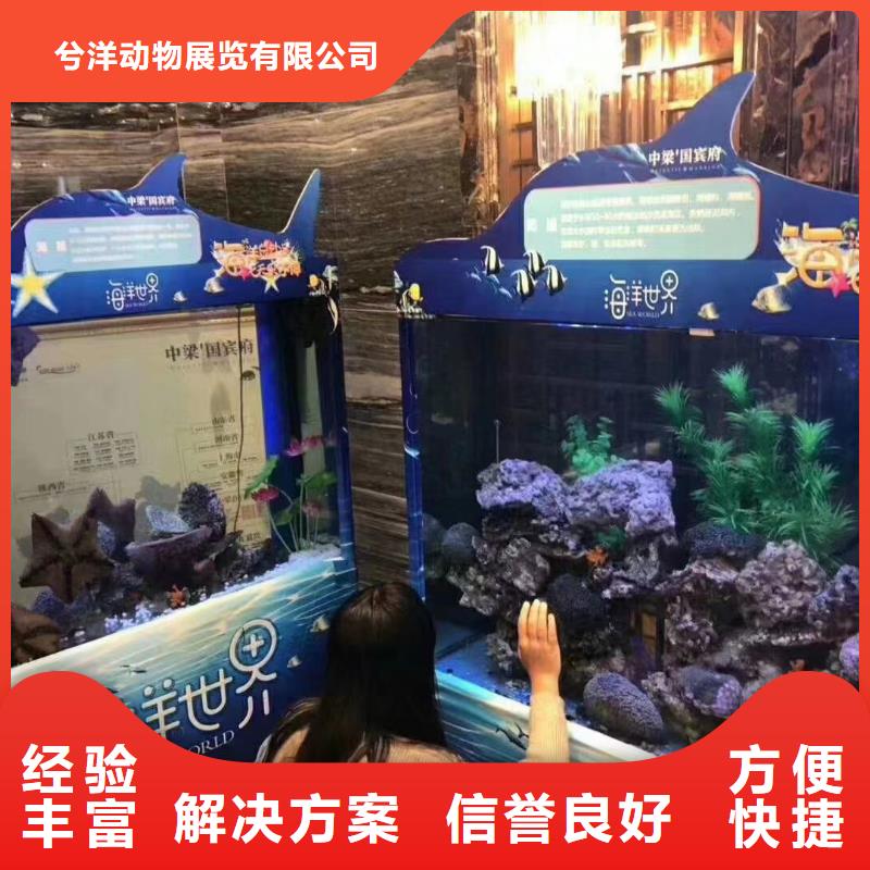 海洋主题动物表演,美人鱼表演出租品质卓越