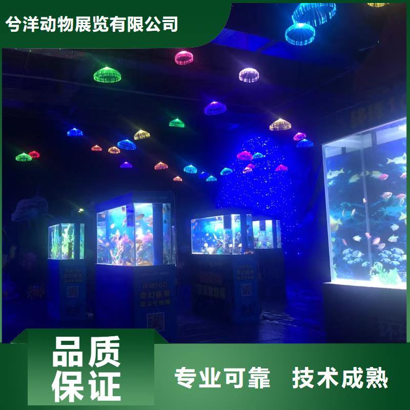 海洋主題動物表演動物展覽秀歡迎詢價