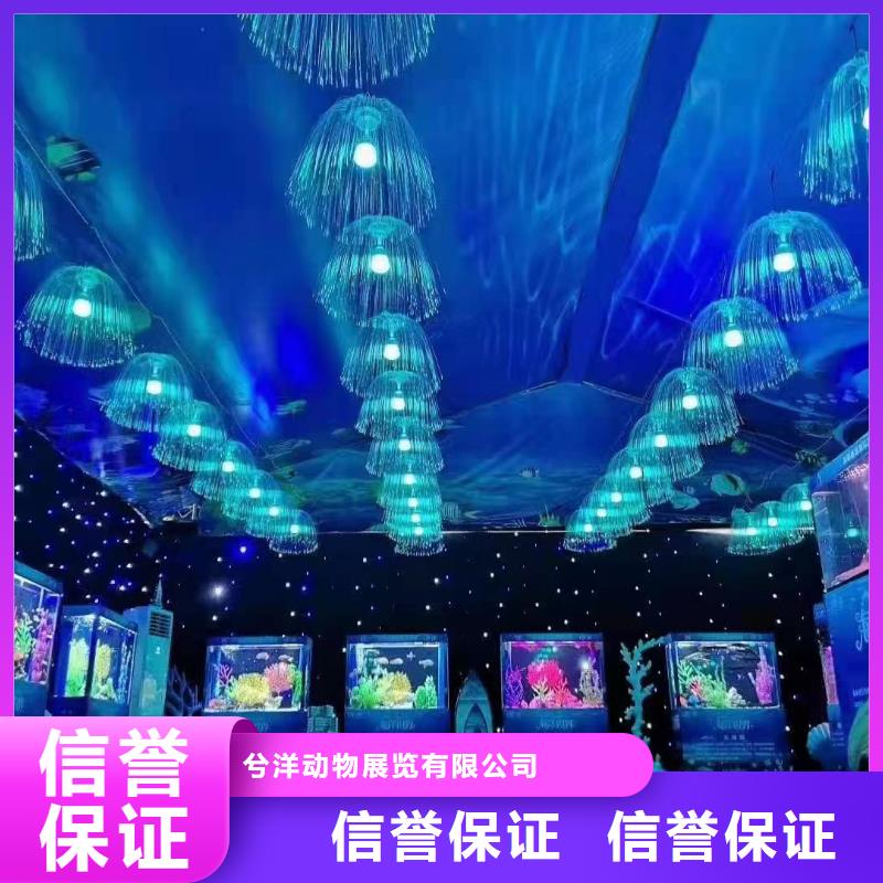 海洋主题动物表演 马戏团出租 2025公司