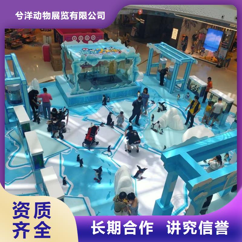 海洋主題動(dòng)物表演-雜技表演租賃服務(wù)誠(chéng)信放心