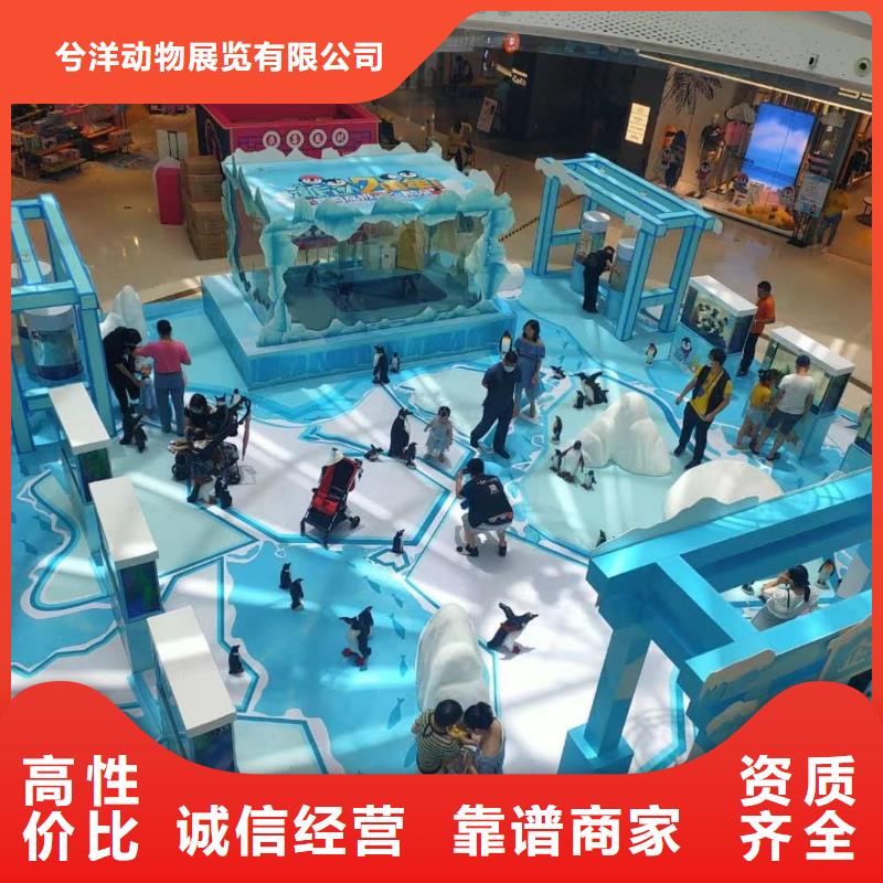 海洋主題動(dòng)物表演_鸚鵡表演租賃誠信