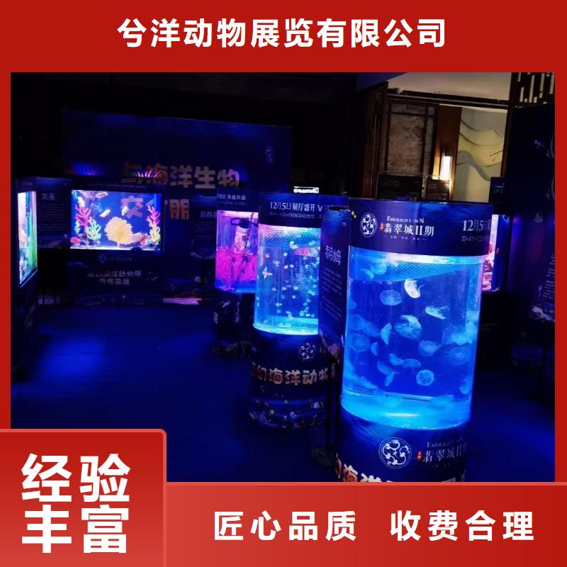 【海洋主題動物表演企鵝租賃方便快捷】