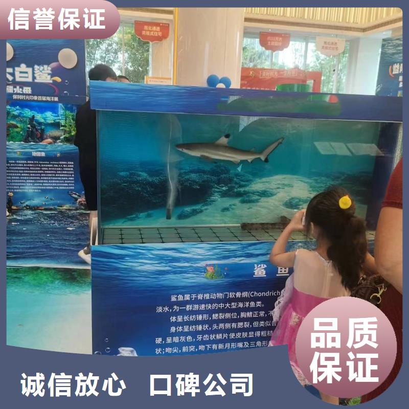 【海洋主題動物表演】海獅表演出租長期合作