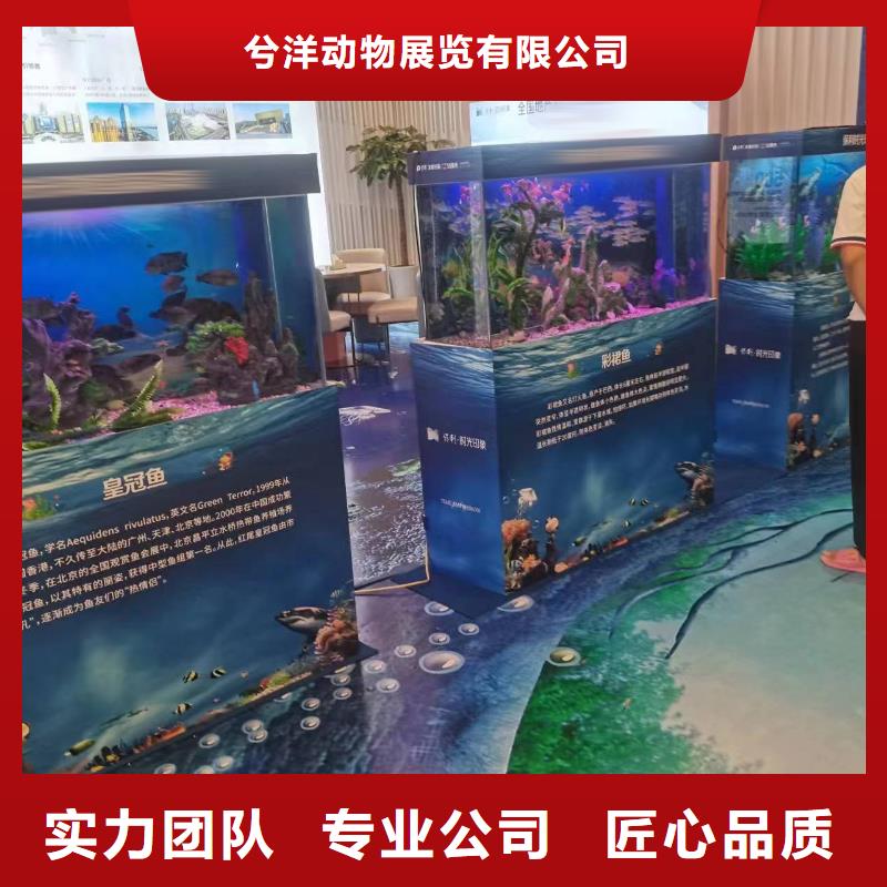 海洋主题动物表演_海狮演出2025公司精心