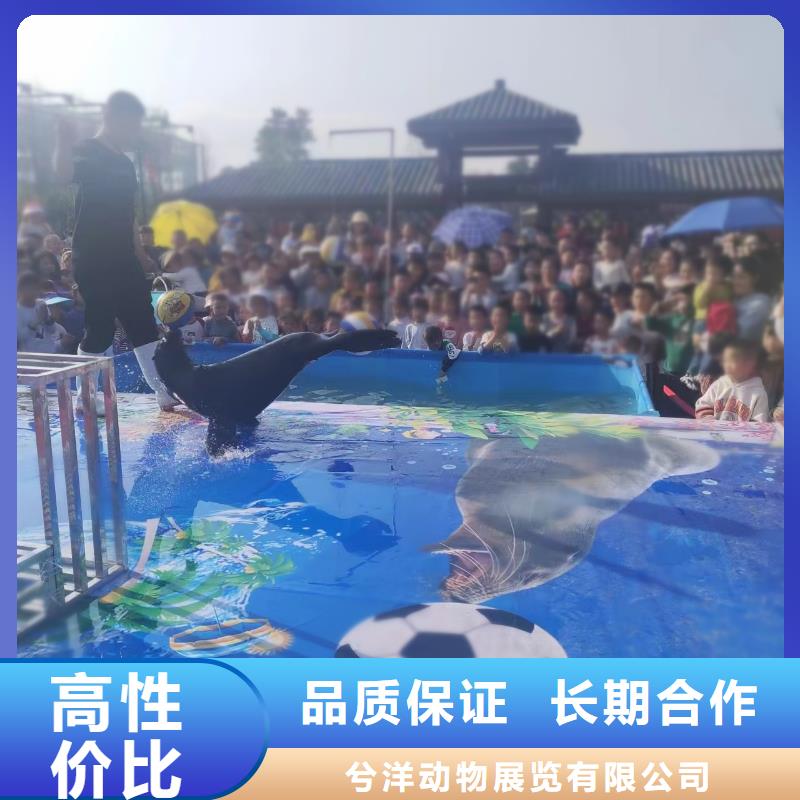 海洋主題動(dòng)物表演出租海獅表演一站搞定