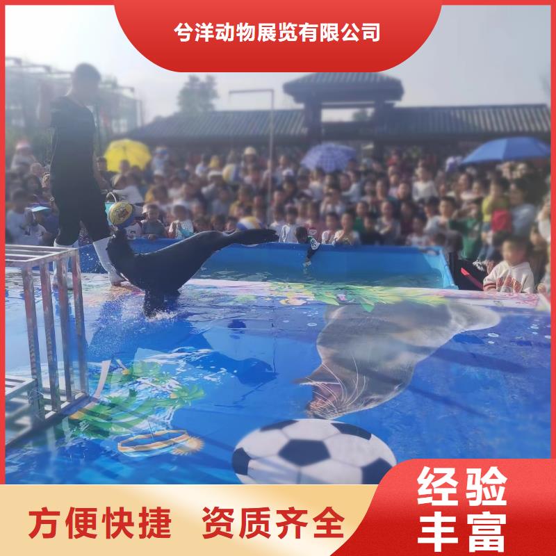 海洋主題動(dòng)物表演 小香豬寵物出租長(zhǎng)期合作