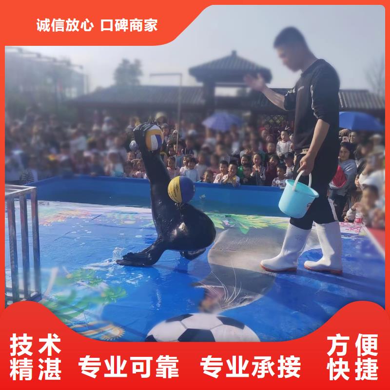 海洋主題動(dòng)物表演,海獅表演出租質(zhì)優(yōu)價(jià)廉