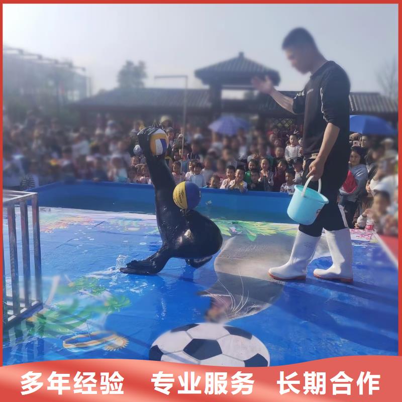 【海洋主題動(dòng)物表演出租馬戲表演服務(wù)周到】