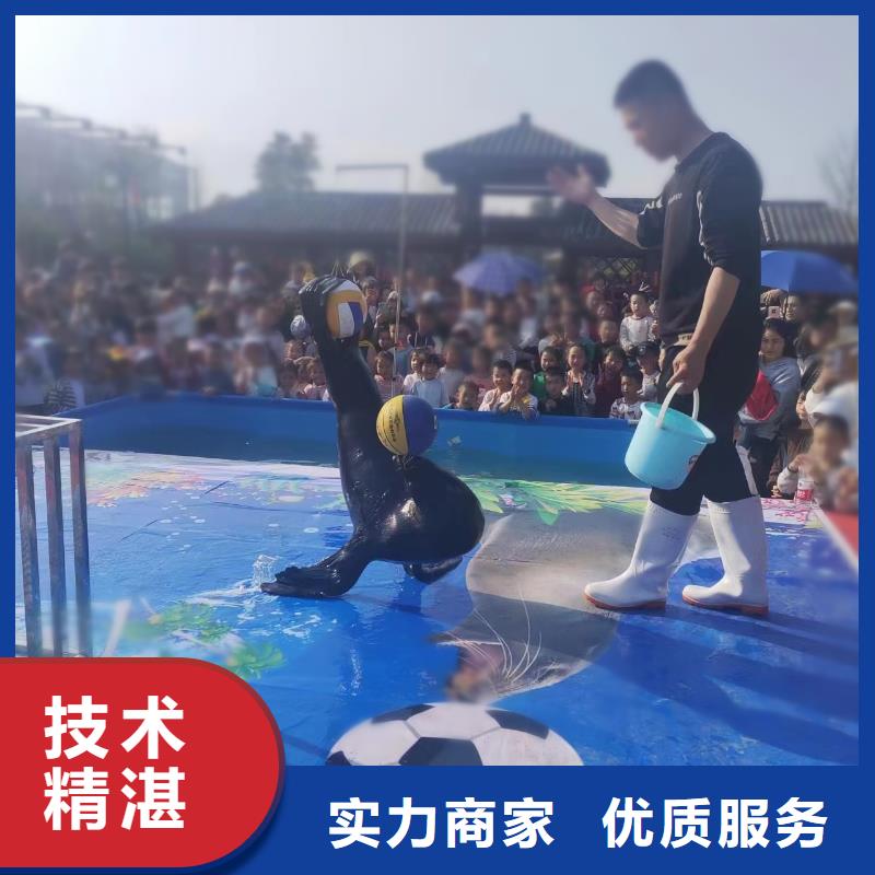 海洋主題動(dòng)物表演【海獅表演租賃】服務(wù)至上