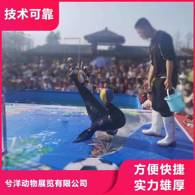 海洋主题动物表演羊驼出租省钱省时