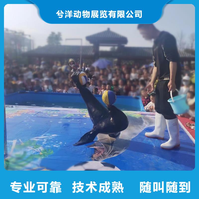 海洋主题动物表演,动物表演出租实力公司