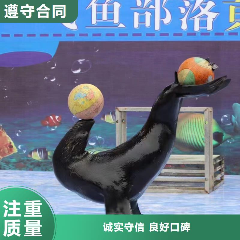 【海洋主題動(dòng)物表演】海洋展租賃實(shí)力強(qiáng)有保證