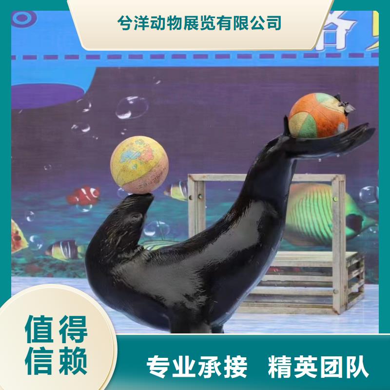 海洋主题动物表演吉祥百鸟展专业