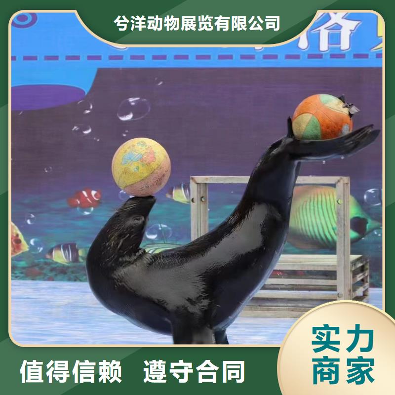 海洋主题动物表演 小香猪宠物出租长期合作