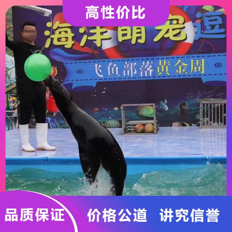 海洋主题动物表演【海狮表演租赁】服务至上