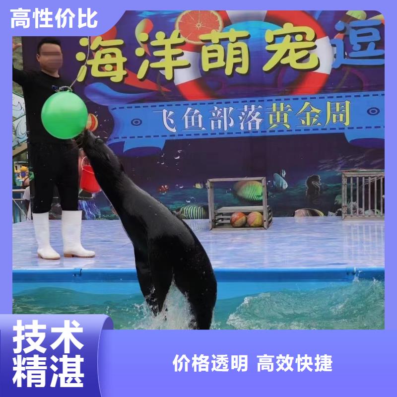 海洋主题动物表演 【海狮杂技表演】放心