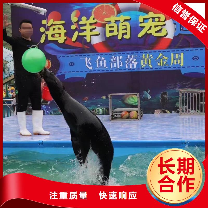 海洋主題動物表演,動物表演出租實(shí)力公司