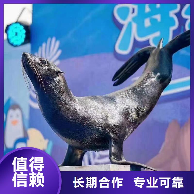 海洋主题动物表演 马戏团表演实力商家