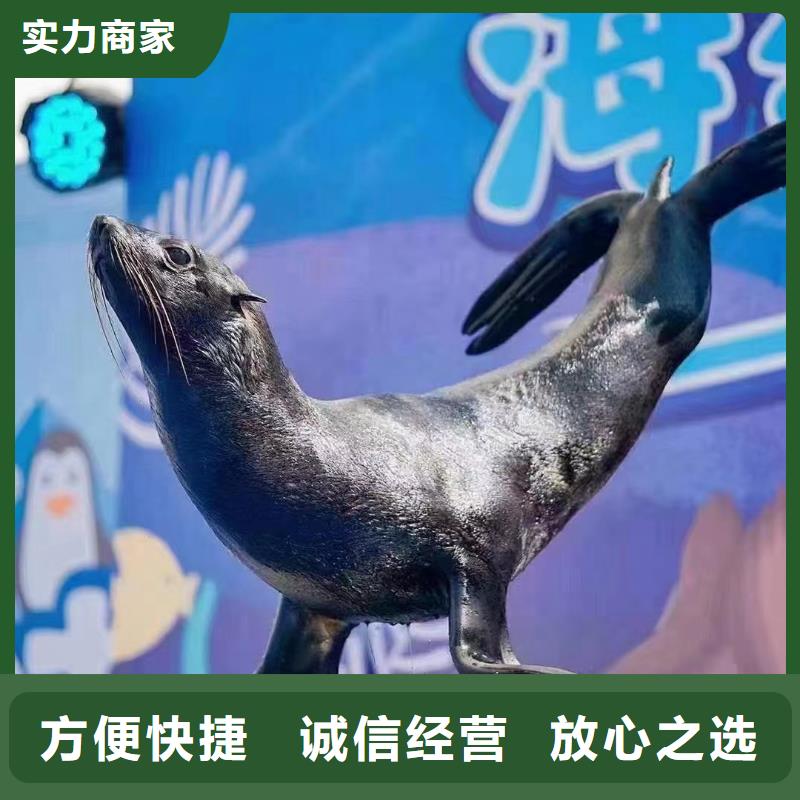 海洋主題動物表演雜技表演遵守合同