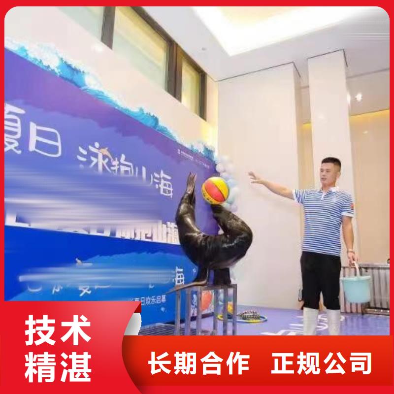 海洋主題動物表演-出租馬戲表演專業(yè)承接