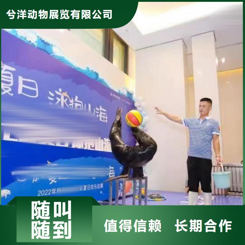 海洋主题动物表演羊驼出租实力团队