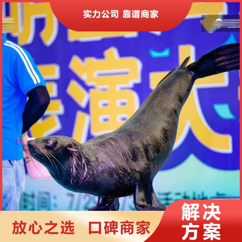 海洋主题动物表演【海洋展租赁】解决方案
