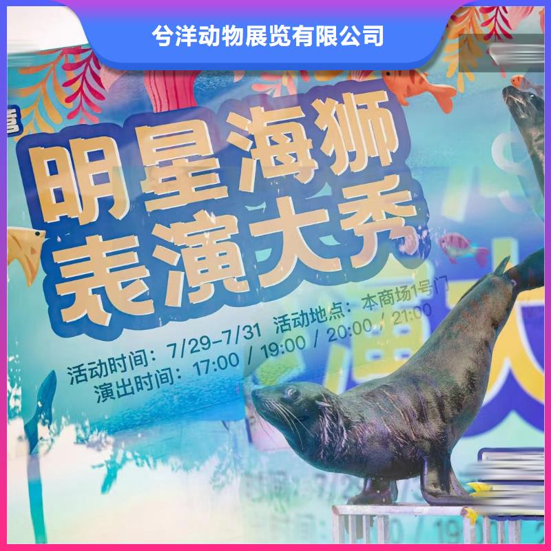 海洋主題動物表演【企鵝演出】明碼標價