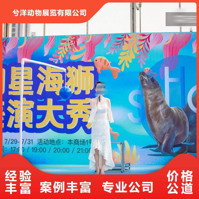 海洋主題動物表演海獅表演租賃實力公司