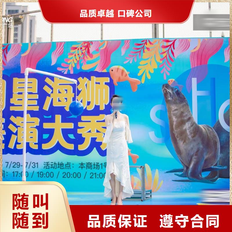 海洋主题动物表演,美人鱼表演出租品质卓越