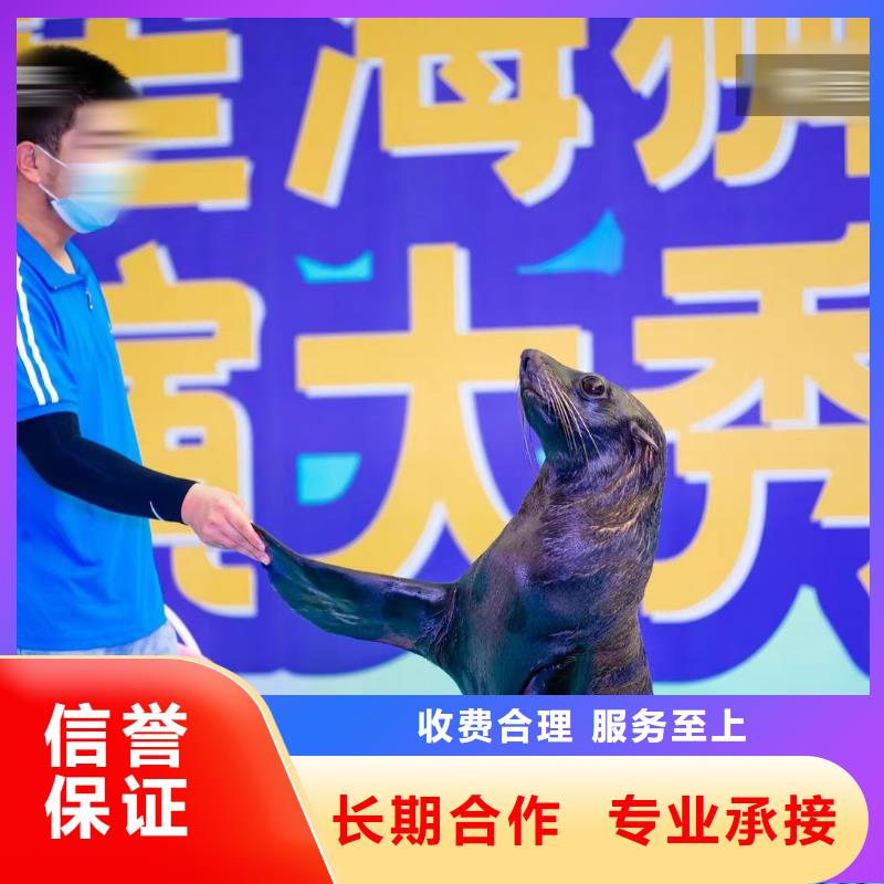 海洋主題動(dòng)物表演【企鵝演出】誠信放心